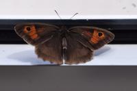 Maniola jurtina