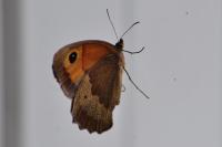 Maniola jurtina