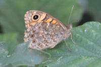 Lasiommata megera