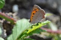 Lycaena phlaeas
