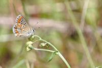 Aricia agestis