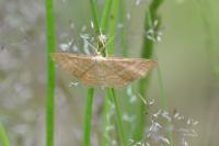 Idaea macilentaria