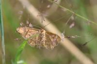 Idaea macilentaria