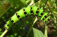 Saturnia pavonia