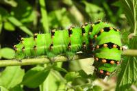 Saturnia pavonia