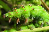 Saturnia pavonia