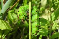 Saturnia pavonia