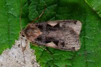 Xestia c-nigrum