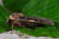 Xestia c-nigrum