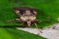 Xestia c-nigrum