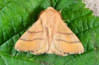 Malacosoma neustria