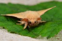 Malacosoma neustria