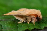 Malacosoma neustria