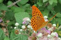 Argynnis paphia