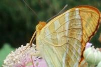 Argynnis paphia
