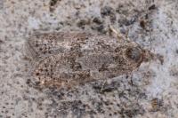 Cnephasia