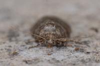 Cnephasia