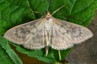 Patania ruralis