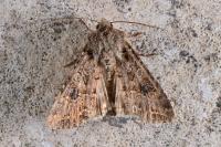 Anarta trifolii