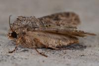 Anarta trifolii