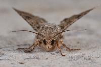 Anarta trifolii