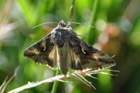 Autographa gamma