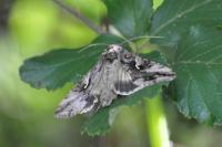 Autographa gamma