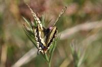 Papilio machaon