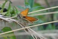 Thymelicus lineola