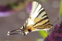 Iphiclides podalirius