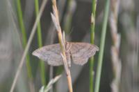 Idaea ochrata
