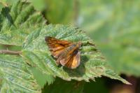 Ochlodes sylvanus