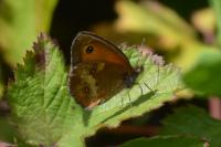 Pyronia tithonus