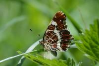 Araschnia levana