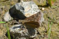 Erynnis tages