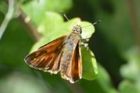 Ochlodes sylvanus