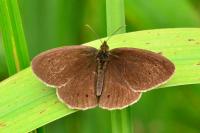 Aphantopus hyperantus