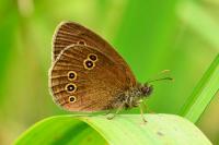 Aphantopus hyperantus