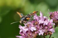 Pyropteron chrysidiforme