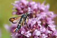 Pyropteron chrysidiforme