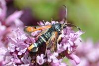 Pyropteron chrysidiforme