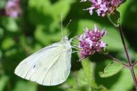 Pieris rapae/mannii