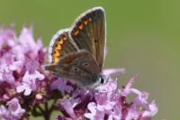 Aricia agestis