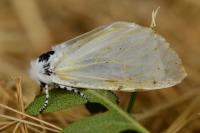 Leucoma salicis