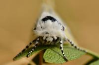 Leucoma salicis