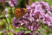 Lycaena phlaeas
