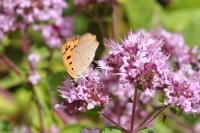 Lycaena phlaeas