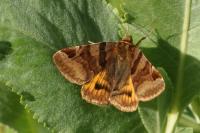 Euclidia glyphica