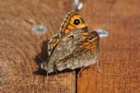 Lasiommata megera