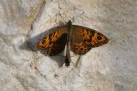 Lasiommata megera